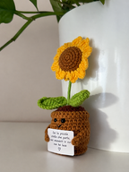 Amoflore Girasole