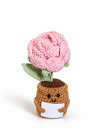 Amoflore Rosa